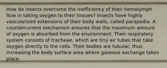 How do insects overcome the inefficiency of their hemolymph flow in taking oxygen to their tissues? Insects have highly vascularized extensions of their body walls, called parapodia. A countercurrent mechanism ensures that the maximum amount of oxygen is absorbed from the environment. Their respiratory system consists of tracheae, which are tiny air tubes that take oxygen directly to the cells. Their bodies are tubular, thus increasing the body surface area where gaseous exchange takes place.