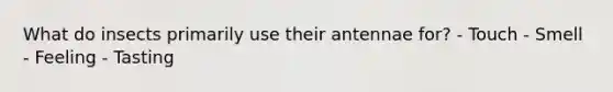 What do insects primarily use their antennae for? - Touch - Smell - Feeling - Tasting