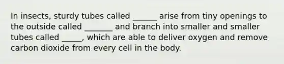 In insects, sturdy tubes called ______ arise from tiny openings to the outside called _______ and branch into smaller and smaller tubes called _____, which are able to deliver oxygen and remove carbon dioxide from every cell in the body.