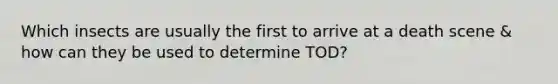 Which insects are usually the first to arrive at a death scene & how can they be used to determine TOD?