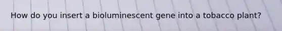 How do you insert a bioluminescent gene into a tobacco plant?