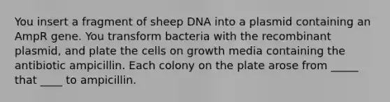 You insert a fragment of sheep DNA into a plasmid containing an AmpR gene. You transform bacteria with the recombinant plasmid, and plate the cells on growth media containing the antibiotic ampicillin. Each colony on the plate arose from _____ that ____ to ampicillin.