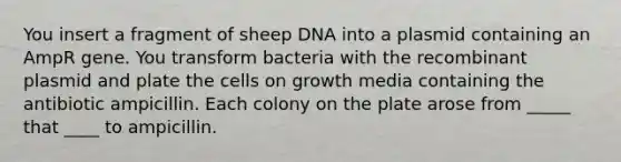 You insert a fragment of sheep DNA into a plasmid containing an AmpR gene. You transform bacteria with the recombinant plasmid and plate the cells on growth media containing the antibiotic ampicillin. Each colony on the plate arose from _____ that ____ to ampicillin.