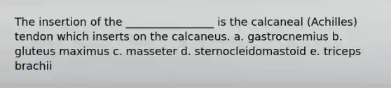 The insertion of the ________________ is the calcaneal (Achilles) tendon which inserts on the calcaneus. a. gastrocnemius b. gluteus maximus c. masseter d. sternocleidomastoid e. triceps brachii