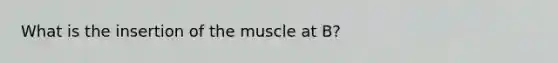 What is the insertion of the muscle at B?