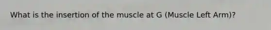 What is the insertion of the muscle at G (Muscle Left Arm)?