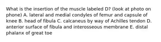 What is the insertion of the muscle labeled D? (look at photo on phone) A. lateral and medial condyles of femur and capsule of knee B. head of fibula C. calcaneus by way of Achilles tendon D. anterior surface of fibula and interosseous membrane E. distal phalanx of great toe