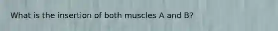 What is the insertion of both muscles A and B?