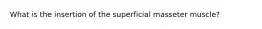 What is the insertion of the superficial masseter muscle?