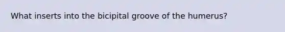 What inserts into the bicipital groove of the humerus?