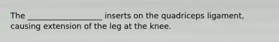 The ___________________ inserts on the quadriceps ligament, causing extension of the leg at the knee.