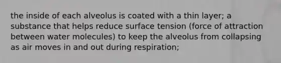 the inside of each alveolus is coated with a thin layer; a substance that helps reduce surface tension (force of attraction between water molecules) to keep the alveolus from collapsing as air moves in and out during respiration;