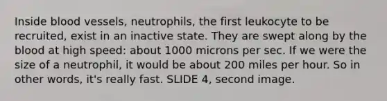 Inside blood vessels, neutrophils, the first leukocyte to be recruited, exist in an inactive state. They are swept along by the blood at high speed: about 1000 microns per sec. If we were the size of a neutrophil, it would be about 200 miles per hour. So in other words, it's really fast. SLIDE 4, second image.