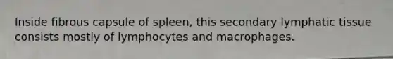 Inside fibrous capsule of spleen, this secondary lymphatic tissue consists mostly of lymphocytes and macrophages.