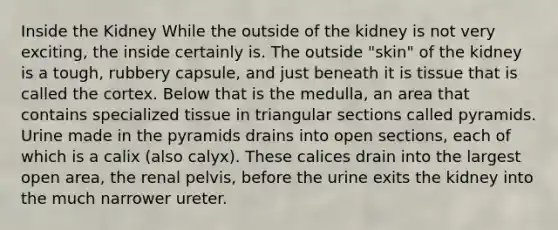 Inside the Kidney While the outside of the kidney is not very exciting, the inside certainly is. The outside "skin" of the kidney is a tough, rubbery capsule, and just beneath it is tissue that is called the cortex. Below that is the medulla, an area that contains specialized tissue in triangular sections called pyramids. Urine made in the pyramids drains into open sections, each of which is a calix (also calyx). These calices drain into the largest open area, the renal pelvis, before the urine exits the kidney into the much narrower ureter.