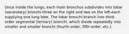 Once inside the lungs, each main bronchus subdivides into lobar (secondary) bronchi-three on the right and two on the left-each supplying one lung lobe. The lobar bronchi branch into third-order segmental (tertiary) bronchi, which divide repeatedly into smaller and smaller bronchi (fourth-order, fifth-order, etc.).