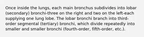 Once inside the lungs, each main bronchus subdivides into lobar (secondary) bronchi-three on the right and two on the left-each supplying one lung lobe. The lobar bronchi branch into third-order segmental (tertiary) bronchi, which divide repeatedly into smaller and smaller bronchi (fourth-order, fifth-order, etc.).