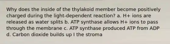 Why does the inside of the thylakoid member become positively charged during the light-dependent reaction? a. H+ ions are released as water splits b. ATP synthase allows H+ ions to pass through the membrane c. ATP synthase produced ATP from ADP d. Carbon dioxide builds up I the stroma