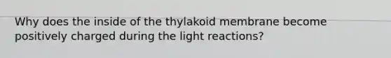 Why does the inside of the thylakoid membrane become positively charged during the light reactions?