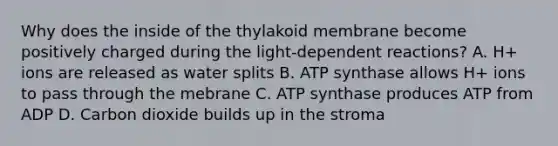 Why does the inside of the thylakoid membrane become positively charged during the light-dependent reactions? A. H+ ions are released as water splits B. ATP synthase allows H+ ions to pass through the mebrane C. ATP synthase produces ATP from ADP D. Carbon dioxide builds up in the stroma