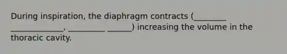 During inspiration, the diaphragm contracts (________ _____________, _________ ______) increasing the volume in the thoracic cavity.