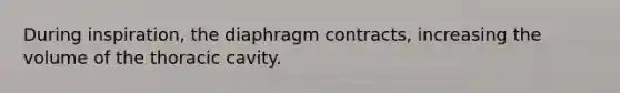 During inspiration, the diaphragm contracts, increasing the volume of the thoracic cavity.