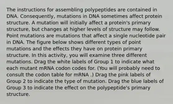 The instructions for assembling polypeptides are contained in DNA. Consequently, mutations in DNA sometimes affect protein structure. A mutation will initially affect a protein's primary structure, but changes at higher levels of structure may follow. Point mutations are mutations that affect a single nucleotide pair in DNA. The figure below shows different types of point mutations and the effects they have on protein primary structure. In this activity, you will examine three different mutations. Drag the white labels of Group 1 to indicate what each mutant mRNA codon codes for. (You will probably need to consult the codon table for mRNA .) Drag the pink labels of Group 2 to indicate the type of mutation. Drag the blue labels of Group 3 to indicate the effect on the polypeptide's primary structure.