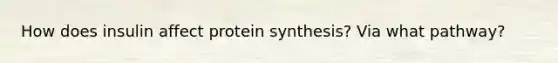 How does insulin affect protein synthesis? Via what pathway?