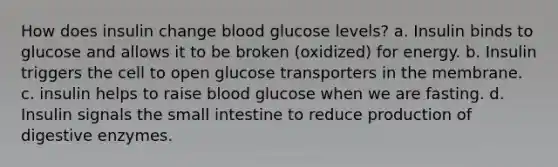 How does insulin change blood glucose levels? a. Insulin binds to glucose and allows it to be broken (oxidized) for energy. b. Insulin triggers the cell to open glucose transporters in the membrane. c. insulin helps to raise blood glucose when we are fasting. d. Insulin signals the small intestine to reduce production of digestive enzymes.