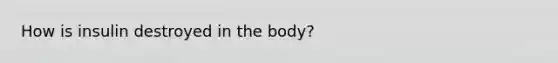 How is insulin destroyed in the body?