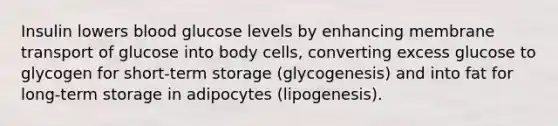 Insulin lowers blood glucose levels by enhancing membrane transport of glucose into body cells, converting excess glucose to glycogen for short-term storage (glycogenesis) and into fat for long-term storage in adipocytes (lipogenesis).