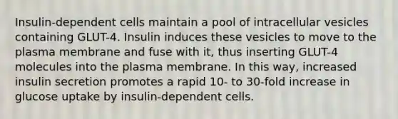 Insulin-dependent cells maintain a pool of intracellular vesicles containing GLUT-4. Insulin induces these vesicles to move to the plasma membrane and fuse with it, thus inserting GLUT-4 molecules into the plasma membrane. In this way, increased insulin secretion promotes a rapid 10- to 30-fold increase in glucose uptake by insulin-dependent cells.