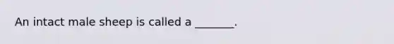An intact male sheep is called a _______.