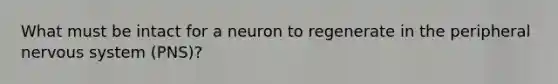 What must be intact for a neuron to regenerate in the peripheral <a href='https://www.questionai.com/knowledge/kThdVqrsqy-nervous-system' class='anchor-knowledge'>nervous system</a> (PNS)?