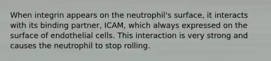 When integrin appears on the neutrophil's surface, it interacts with its binding partner, ICAM, which always expressed on the surface of endothelial cells. This interaction is very strong and causes the neutrophil to stop rolling.