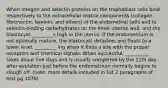 When integrin and selectin proteins on the trophoblast cells bind respectively to the extracellular matrix components (collagen, fibronectin, laminin, and others) of the endometrial cells and to selectin-binding carbohydrates on the inner uterine wall, and the blastocyst _________s high in the uterus. If the endometrium is not optimally mature, the blastocyst detaches and floats to a lower level, _________ ing when it finds a site with the proper receptors and chemical signals. When successful, __________ takes about five days and is usually completed by the 12th day after ovulation-just before the endometrium normally begins to slough off. (note: more details included in 1st 2 paragraphs of text pg 1070)