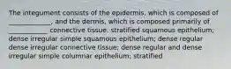 The integument consists of the epidermis, which is composed of _____________, and the dermis, which is composed primarily of ____________ connective tissue. stratified squamous epithelium; dense irregular simple squamous epithelium; dense regular dense irregular connective tissue; dense regular and dense irregular simple columnar epithelium; stratified