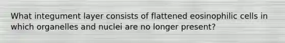 What integument layer consists of flattened eosinophilic cells in which organelles and nuclei are no longer present?