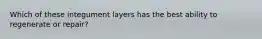 Which of these integument layers has the best ability to regenerate or repair?