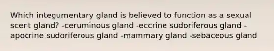 Which integumentary gland is believed to function as a sexual scent gland? -ceruminous gland -eccrine sudoriferous gland -apocrine sudoriferous gland -mammary gland -sebaceous gland