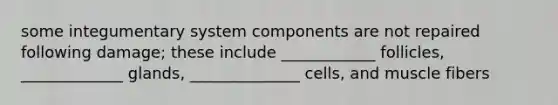 some integumentary system components are not repaired following damage; these include ____________ follicles, _____________ glands, ______________ cells, and muscle fibers