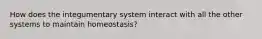 How does the integumentary system interact with all the other systems to maintain homeostasis?