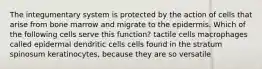 The integumentary system is protected by the action of cells that arise from bone marrow and migrate to the epidermis. Which of the following cells serve this function? tactile cells macrophages called epidermal dendritic cells cells found in the stratum spinosum keratinocytes, because they are so versatile