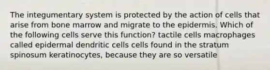 The integumentary system is protected by the action of cells that arise from bone marrow and migrate to the epidermis. Which of the following cells serve this function? tactile cells macrophages called epidermal dendritic cells cells found in the stratum spinosum keratinocytes, because they are so versatile