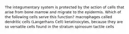 The integumentary system is protected by the action of cells that arise from bone marrow and migrate to the epidermis. Which of the following cells serve this function? macrophages called dendritic cells (Langerhans Cell) keratinocytes, because they are so versatile cells found in the stratum spinosum tactile cells