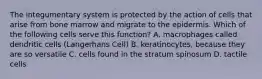 The integumentary system is protected by the action of cells that arise from bone marrow and migrate to the epidermis. Which of the following cells serve this function? A. macrophages called dendritic cells (Langerhans Cell) B. keratinocytes, because they are so versatile C. cells found in the stratum spinosum D. tactile cells