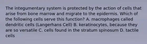 The integumentary system is protected by the action of cells that arise from bone marrow and migrate to the epidermis. Which of the following cells serve this function? A. macrophages called dendritic cells (Langerhans Cell) B. keratinocytes, because they are so versatile C. cells found in the stratum spinosum D. tactile cells