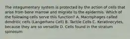 The integumentary system is protected by the action of cells that arise from bone marrow and migrate to the epidermis. Which of the following cells serve this function? A. Macrophages called dendritic cells (Langerhans Cell) B. Tactile Cells C. Keratinocytes, because they are so versatile D. Cells found in the stratum spinosum