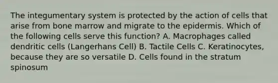 The integumentary system is protected by the action of cells that arise from bone marrow and migrate to the epidermis. Which of the following cells serve this function? A. Macrophages called dendritic cells (Langerhans Cell) B. Tactile Cells C. Keratinocytes, because they are so versatile D. Cells found in the stratum spinosum