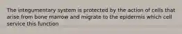 The integumentary system is protected by the action of cells that arise from bone marrow and migrate to the epidermis which cell service this function
